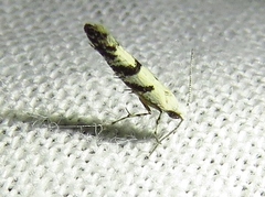 Argyresthia austerella