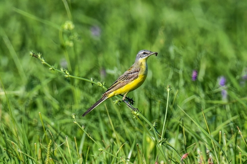 Western Yellow Wagtail