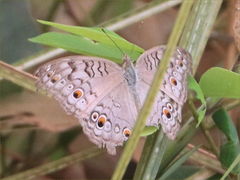 Junonia atlites