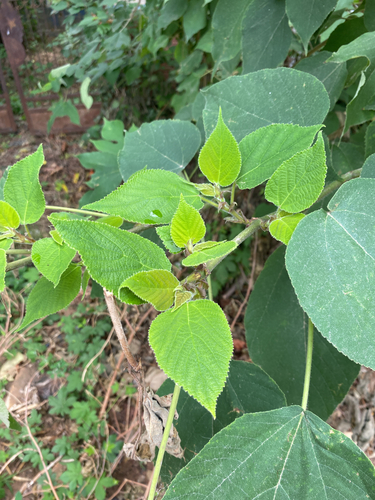 Paper mulberry