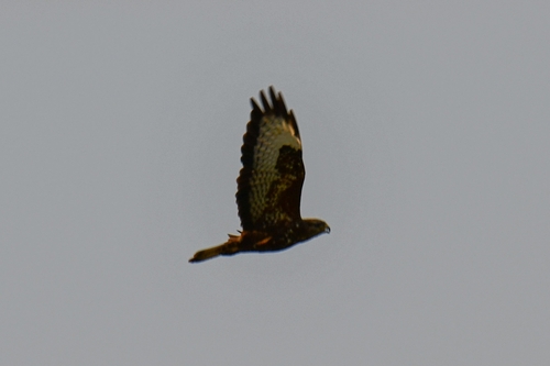 Common Buzzard