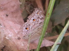 Junonia atlites