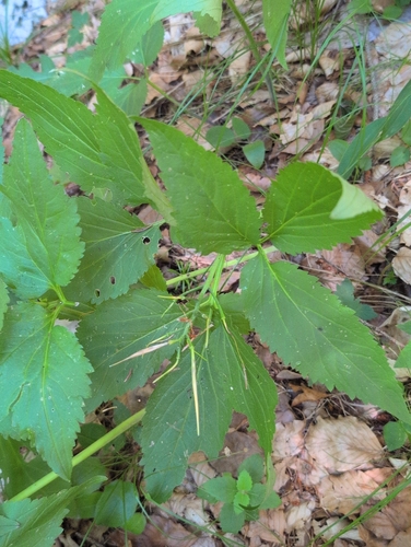Cardamine enneaphyllos, photograph 3