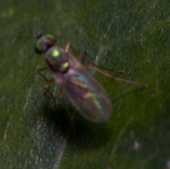 Dolichopodinae