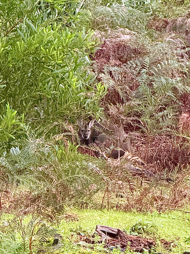 Red-necked Wallaby