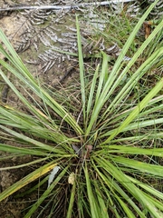 Cordyline pumilio, photograph (c) Irisa Hudson, some rights reserved (CC BY)