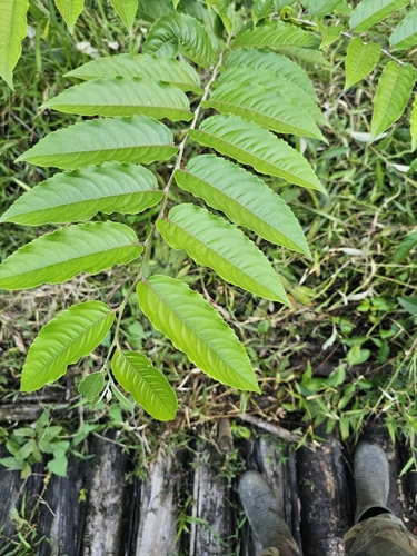 Banara guianensis, 2026-07-11