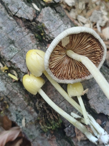 yellow fieldcap