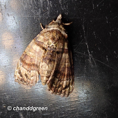 Chlumetia transversa