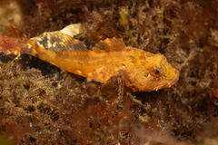 Sea Scorpion photo 2