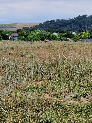 European Ground Squirrel