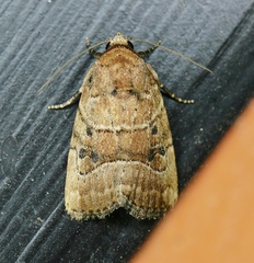 Elaphria fuscimacula