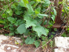 Urtica dioica