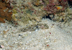 Large Sandgoby photo 2