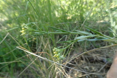 Camelina