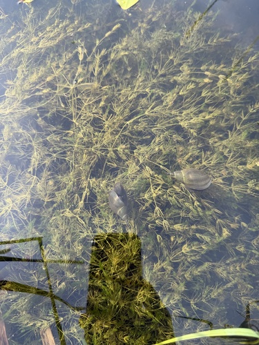 fragile stonewort