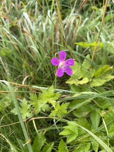 Marsh Crane's-bill