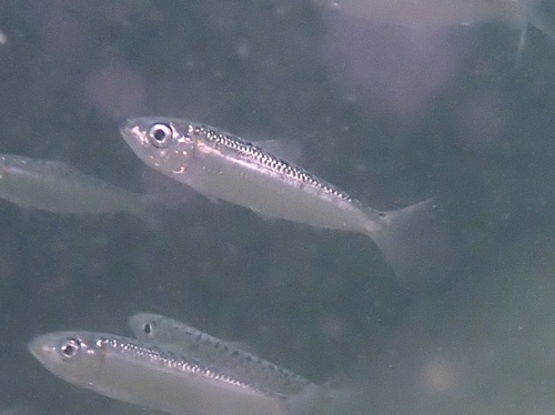 Losse's herring (Herklotsichthys lossei) — Clupeidae