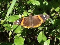 Vanessa atalanta