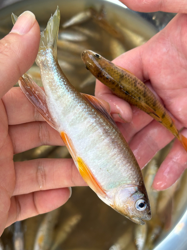 Longfin Horse-Mouth