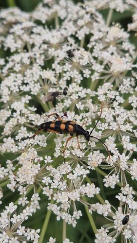 Strangalia attenuata
