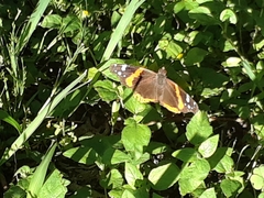 Vanessa atalanta