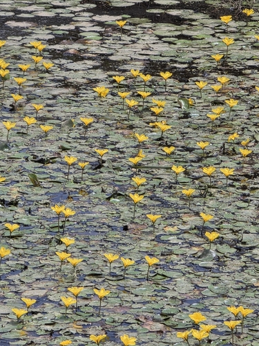 yellow water-lily
