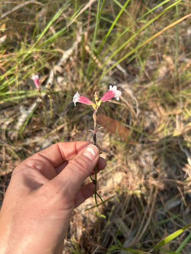 Centranthera hispida observed 2026-06-13