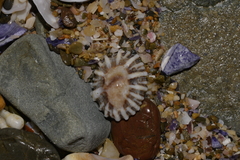 Siphonaria denticulata