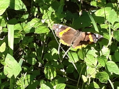 Vanessa atalanta