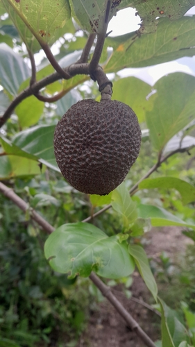 African peach
