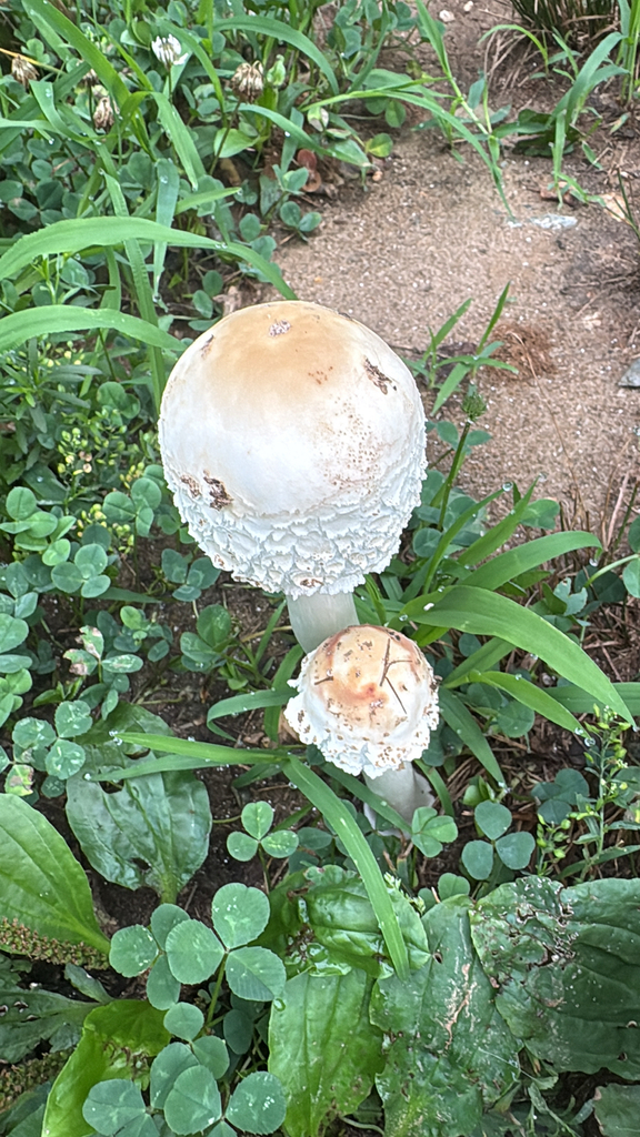 Green-spored Parasol · July 2026 · photo: Photo: (c) brettaugust, some rights reserved (CC BY) · iNaturalist