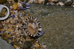 Siphonaria denticulata