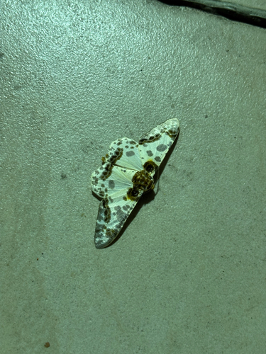 Biston panterinaria