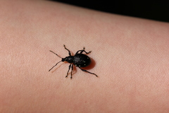 Otiorhynchus gemmatus