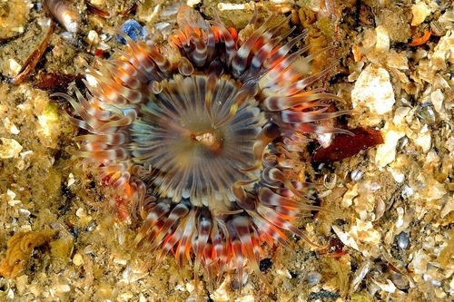 Elegant anemone, Loch Inchard1-2, Wall Cliffs, photo 9 of 10