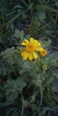 Senecio vernalis