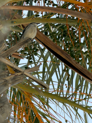 Great Gray Shrike