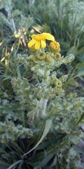 Senecio vernalis