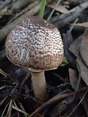 Lepiota haemorrhagica