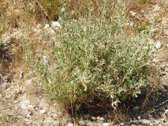 Cistus lasianthus alyssoides