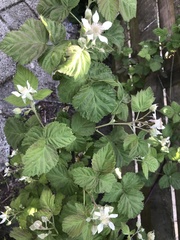 Rubus × loganobaccus