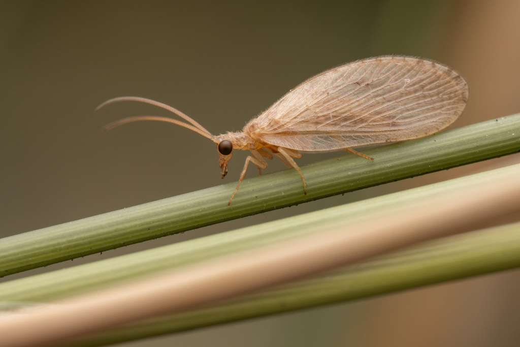Wesmaelius balticus