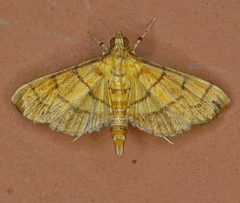 Orphanostigma haemorrhoidalis