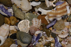 Agnewia tritoniformis