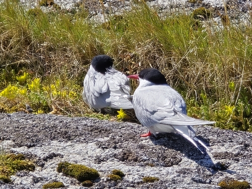 Arctic Tern