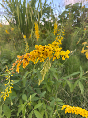 Crotalaria trichotoma, 2026-07-05