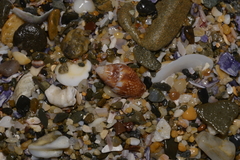 Pardalinops testudinaria