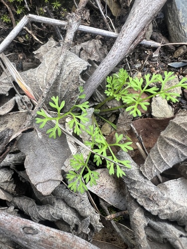 Australian Carrot