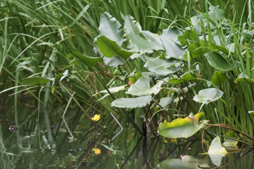 Nuphar japonica, photograph 1